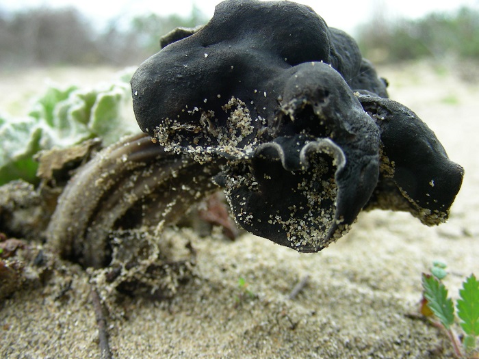 594 Febbraio vecchio ritrovamento